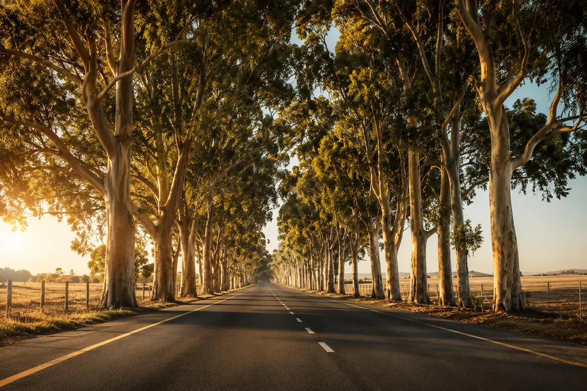 Tree Line